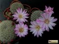 REBUTIA narvaecensis