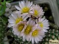 PEDIOCACTUS knowltonii SB304