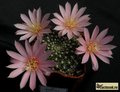  REBUTIA  kariusiana