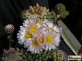 PEDIOCACTUS knowltonii SB304