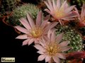 REBUTIA kariusiana