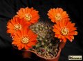 REBUTIA flavistyla FR 756