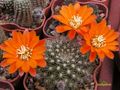 REBUTIA flavistyla FR 756