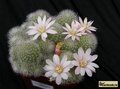  REBUTIA  albiflora 