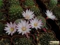 REBUTIA narvaecensis KK 1518