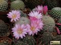 REBUTIA narvaecensis