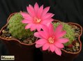 REBUTIA cv. gross- volley'