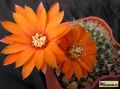 REBUTIA flavistyla FR 756