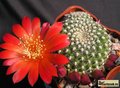 REBUTIA krainziana