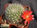  REBUTIA xanthocarpa  VG 04-102 