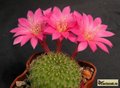 REBUTIA cv. gross- volley'