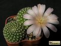  REBUTIA  hybr.