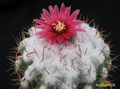 PARODIA schwebsiana