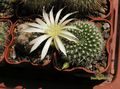  REBUTIA  kariusiana f.albiflora