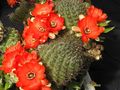  REBUTIA huasiensis WR 313 