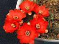  REBUTIA huasiensis WR 313 