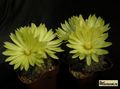  PARODIA cardenasii 