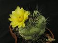 ORTEGOCACTUS macdougallii