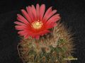 PARODIA tilcarensis