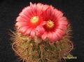 PARODIA tilcarensis