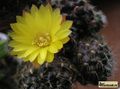 SULCOREBUTIA groups