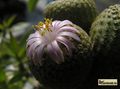 Yavia cryptocarpa