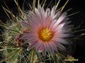  THELOCACTUS  lausserii