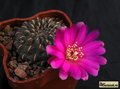 SULCOREBUTIA heinzii HS 151