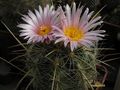  THELOCACTUS  lausserii