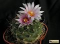  TURBINICARPUS lauii 