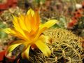 SULCOREBUTIA candiae FR 774