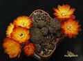 SULCOREBUTIA canigueralii VZ 22