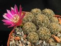 SULCOREBUTIA crispata KK1266