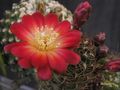 SULCOREBUTIA tunariensis
