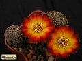  SULCOREBUTIA canigueralii VZ 22