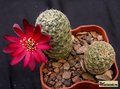  SULCOREBUTIA losenickyana FR946A