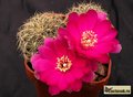 SULCOREBUTIA senilis KK2005