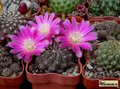 SULCOREBUTIA pulchra HS 78