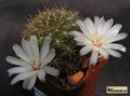  SULCOREBUTIA cylindrica v.crucensis f.albiflora HS 44a