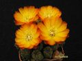 SULCOREBUTIA tarabucoensis v.aureiflora JK 189