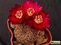 SULCOREBUTIA markusii ssp.tintiniensis HS 57