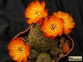 SULCOREBUTIA tarabucoensis v.aureiflora JK 189