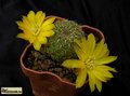  SULCOREBUTIA elizabetae VZ 204