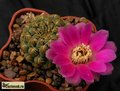 SULCOREBUTIA pulchra HS 78