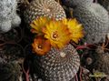 SULCOREBUTIA arenacea HS 30