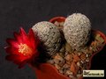  SULCOREBUTIA alba JK179