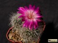  SULCOREBUTIA gerosenilis GR 21 