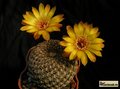 SULCOREBUTIA arenacea HS 30