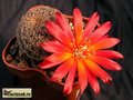  SULCOREBUTIA hoffmanniana HS 90 
