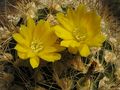 WEINGARTIA neocumingii